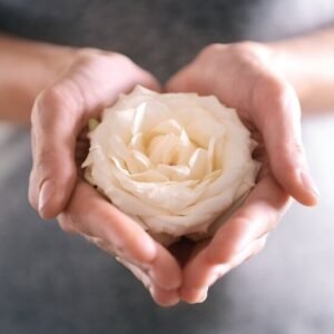 fools-journey-white-rose